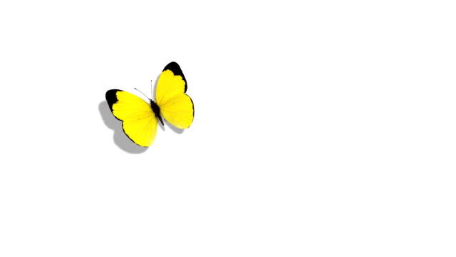 7,563 Yellow Butterfly Stock Videos and Royalty-Free Footage - iStock |  Clouded yellow butterfly, Yellow butterfly white background, Yellow  butterfly on white