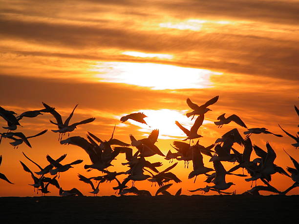 항공편 - avian flu virus 뉴스 사진 이미지