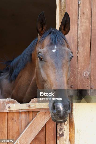 Race Horse Series Stock Photo - Download Image Now - Horse, Stable, Animal Body Part