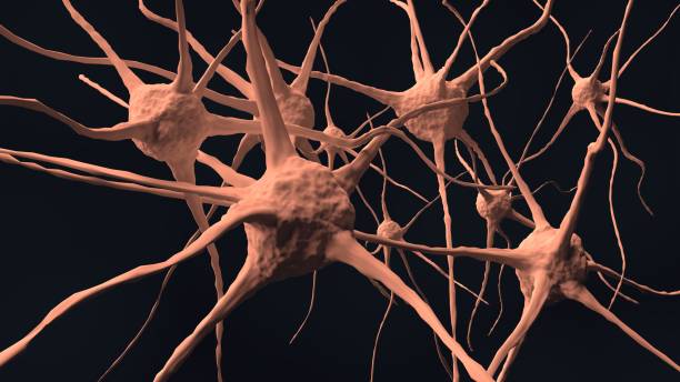 istock Nerve of human brain in body. Neutral cells. 3D rendering. 944882470
