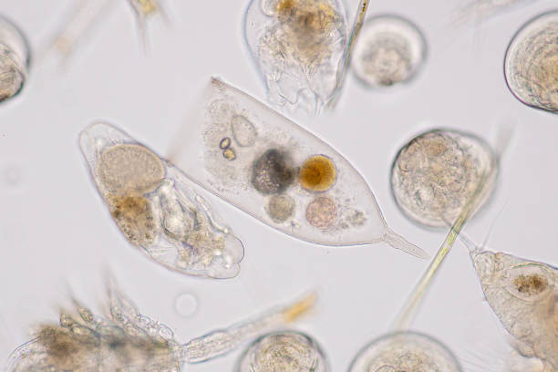 aquatische meeresplankton unter dem mikroskop-ansicht - plankton stock-fotos und bilder