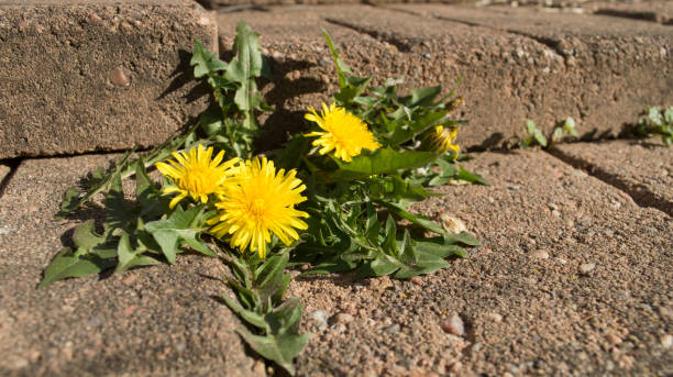 istock Dandelions in the paving stones 944889140