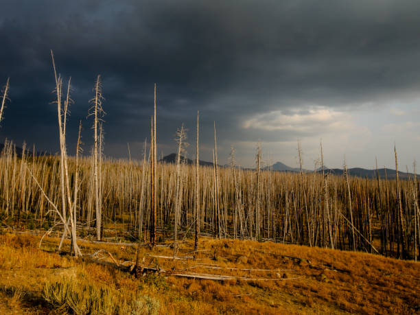 istock Summer Thunderstorm Gray Ominous Sky Burned Yellowstone National Park Forest Trees 944890084