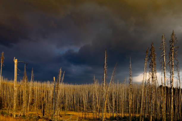 istock Summer Thunderstorm Gray Ominous Sky Burned Yellowstone National Park Forest Trees 944890720