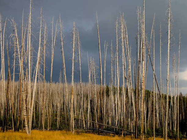 istock Summer Thunderstorm Gray Ominous Sky Burned Yellowstone National Park Forest Trees 944890772