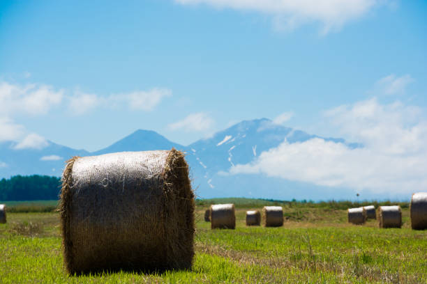 istock Grass roll and mountain of snow 944891016