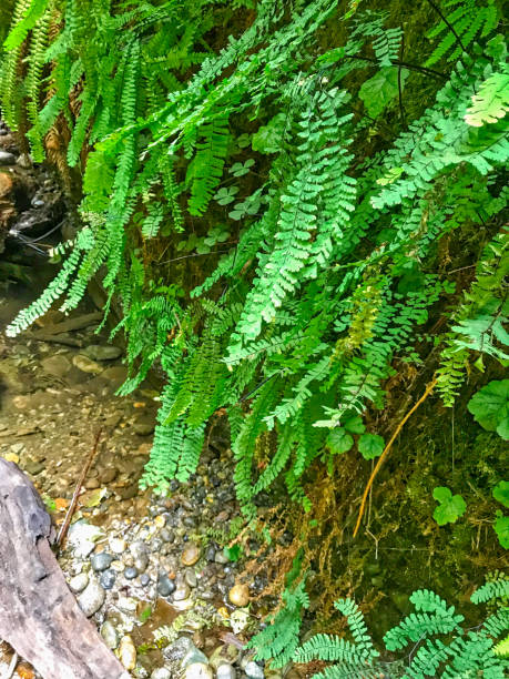 istock Natural green fern in the forest 944891196