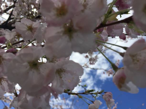 istock Spring in Vancouver. Trout Lake Park. - REMOVE 944893868