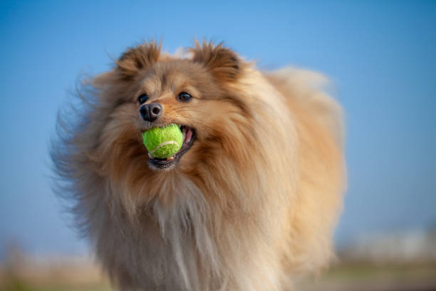 istock a shetland sheepdog plays with a little ball 944897988