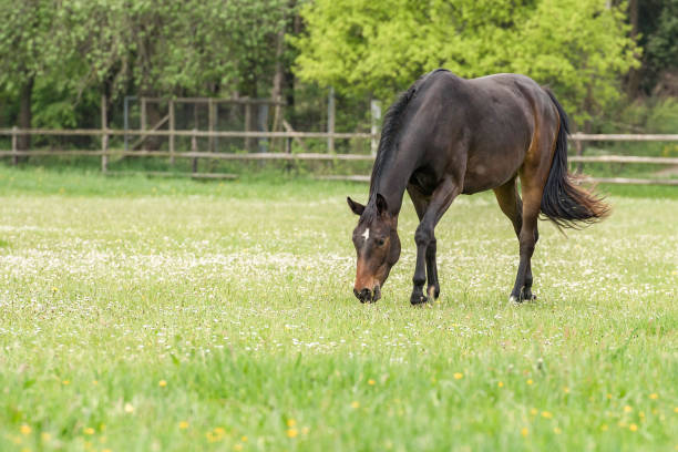 horse on fresh grassground horse grazing land in spring, feel free, grasground, breedingtime grazing stock pictures, royalty-free photos & images