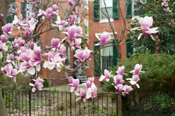 istock Blooming magnolia in front of house 944907290