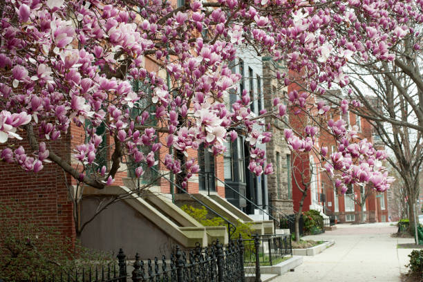 istock Houses with blooming magnolia in Baltimore 944907298