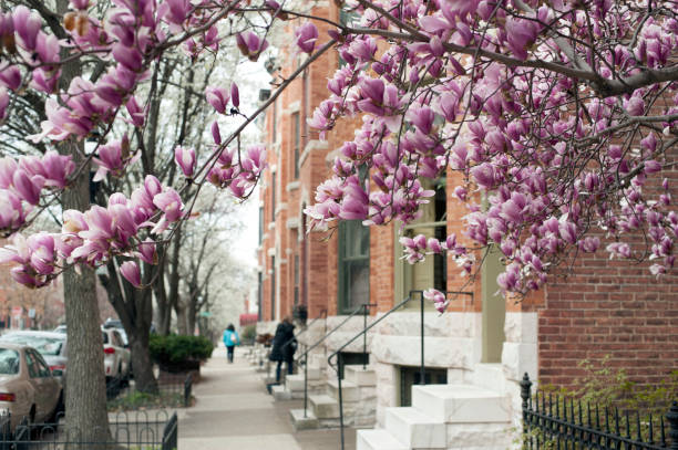улица в балтиморе с цветущей магнолией - spring magnolia flower sky стоковые фото и изображения