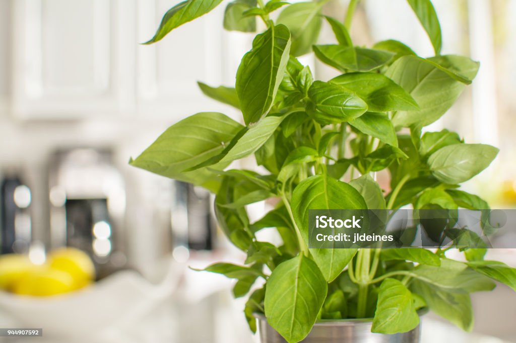 Fresh Live Basil Plant Fresh basil in a stainless steel cup sitting on the kitchen counter. In the background is a bowl of lemons and kitchen appliances out of focus. Close-up of basil plant with shallow depth of field. Kitchen Stock Photo