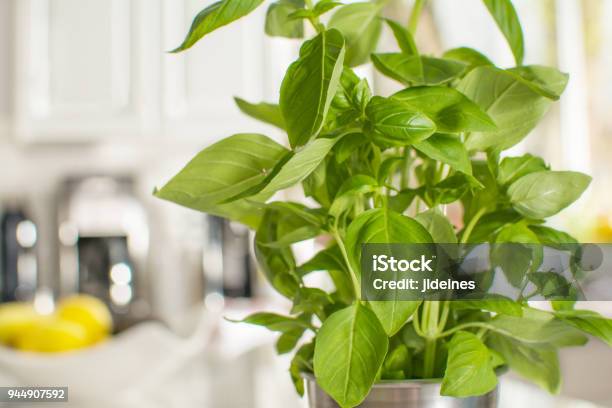 Fresh Live Basil Plant Stock Photo - Download Image Now - Kitchen, Kitchen Counter, Appliance
