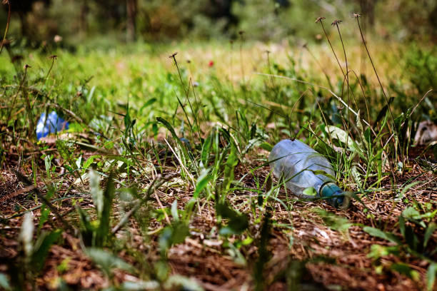 istock Glass bottle in a pine forest. Environmental pollution. Toned, stylish photo 944911140