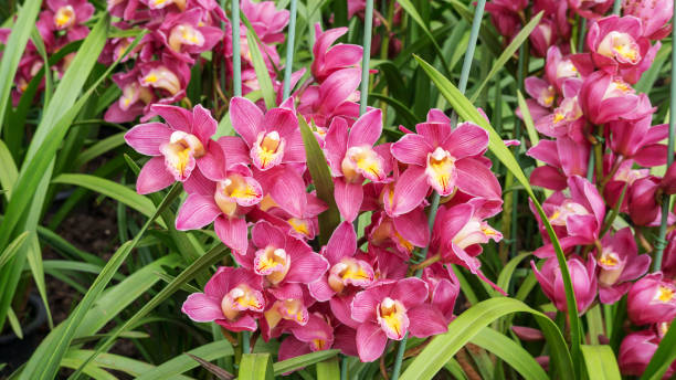 istock Purple Cymbidium flower in a garden. 944911392