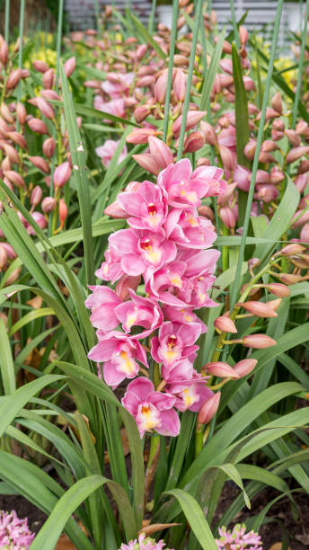istock Purple Cymbidium flower in a garden. 944911608