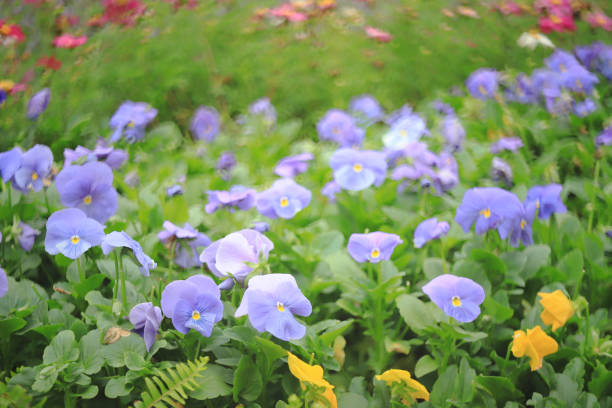 istock an impatiens walleriana flowers with green leaf. 944911654