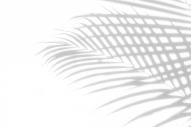 istock abstract background of shadows palm leaves on a white wall. White and Black 944913848