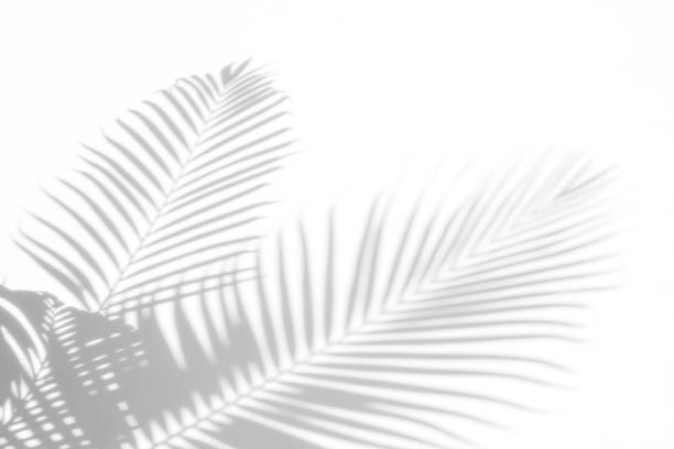 sfondo astratto di foglie di palma ombre su una parete bianca. bianco e nero - palm tree tree tropical climate nature foto e immagini stock