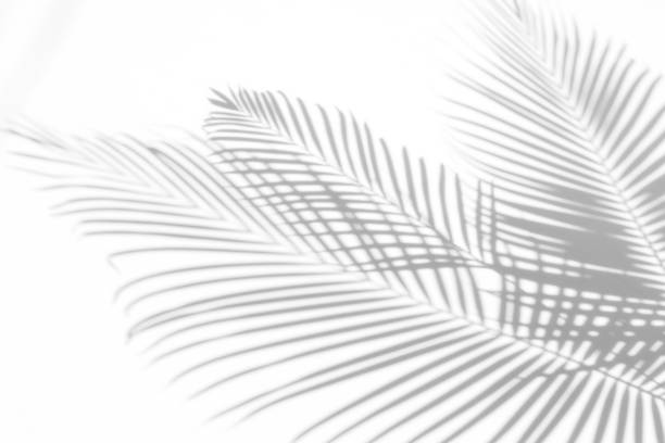 istock abstract background of shadows palm leaves on a white wall. White and Black 944913854