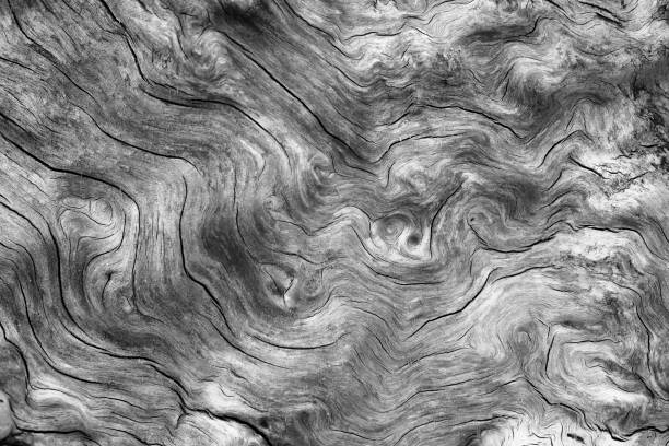 Close up of Huon Pine Burl,  found only in the Tasmanian South West Wilderness, a UNESCO World Heritage Site.