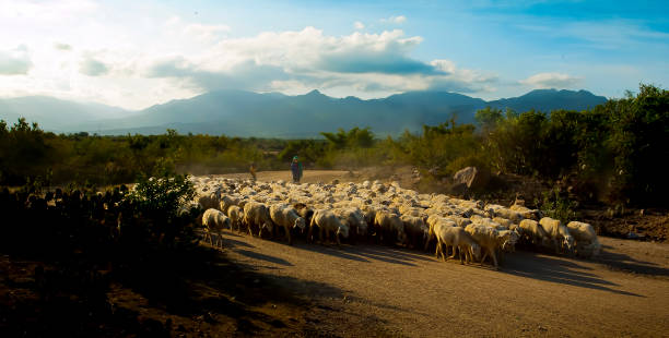 mouton - phan rang photos et images de collection