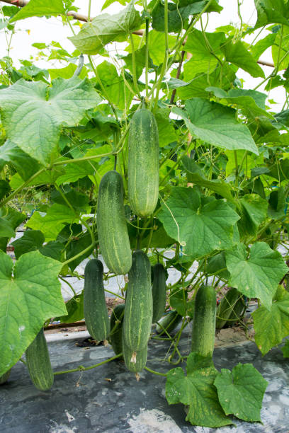 istock Cucumber growing at farm background 944917406