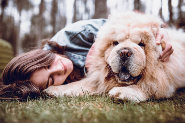 junge frau umarmt ihr chow chow hund im park - chow stock-fotos und bilder