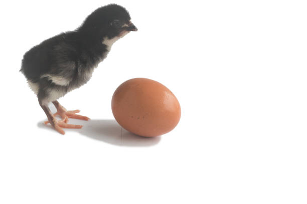 istock Chicks are out of eggs 944920028