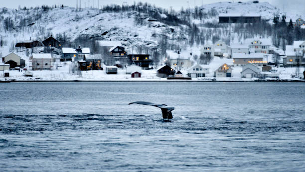 ballenas en la costa, tromso, noruega - tromso fjord winter mountain fotografías e imágenes de stock