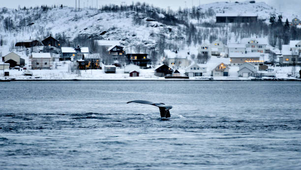 Whales in Coastline, Tromso, Norway The tail of whales in coastline at dawn, Tromso, Norway. tromso stock pictures, royalty-free photos & images
