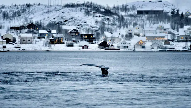 The tail of whales in coastline at dawn, Tromso, Norway.