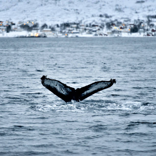 istock Whales in Coastline, Tromso, Norway 944922882