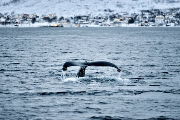 istock Whales in Coastline, Tromso, Norway 944922936