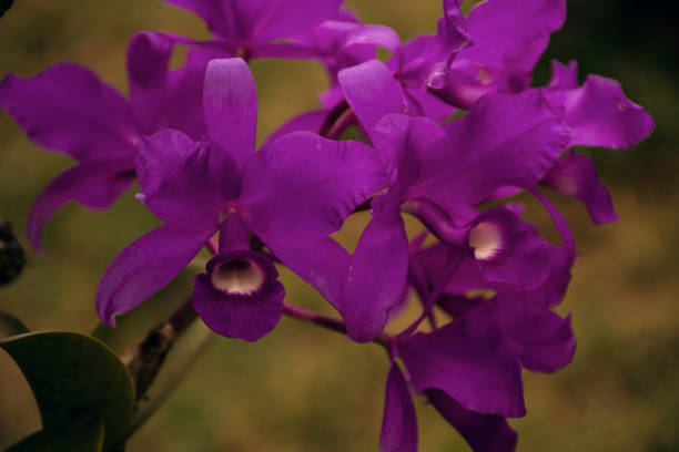 guariante skinneri purple orchid skinneri stock pictures, royalty-free photos & images