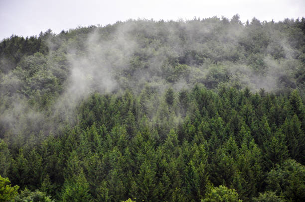 Misty fog creeping through pines trees.