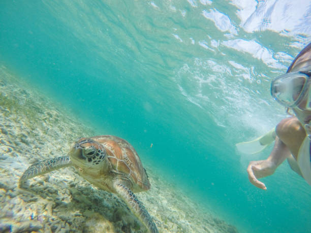istock Selfie of girl with turtle underwater 944938468