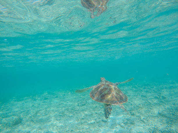 istock Underwater shot of green turtle swimming 944940622