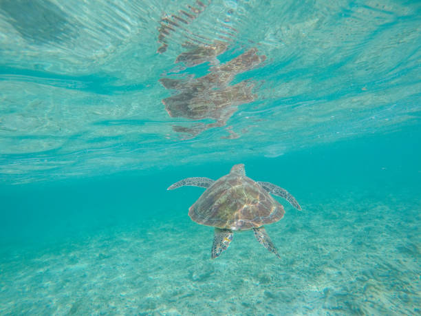 istock Underwater shot of green turtle swimming 944940662