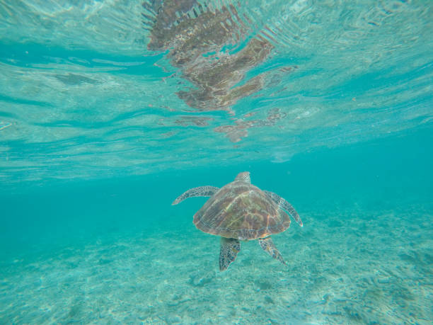 istock Underwater shot of green turtle swimming 944940668