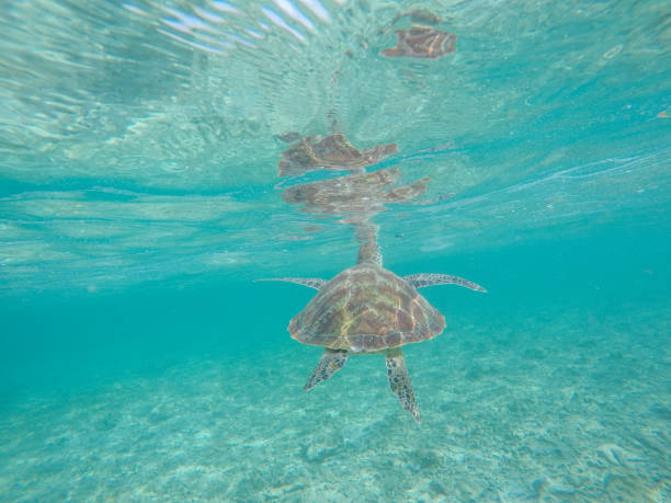 istock Underwater shot of green turtle swimming 944940678