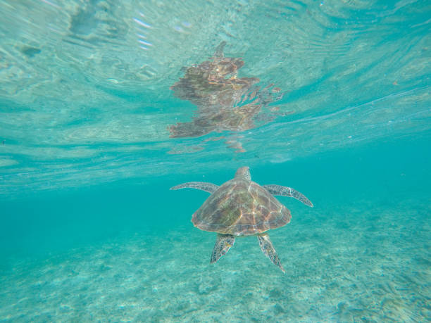 istock Underwater shot of green turtle swimming 944940694