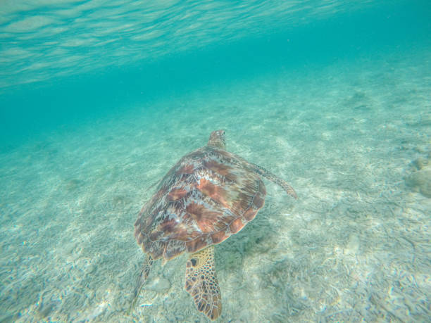 istock Underwater shot of green turtle swimming 944940770