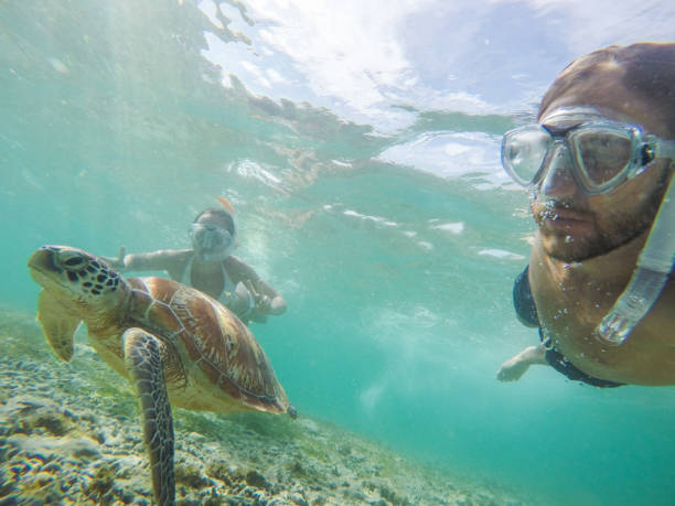 istock Young couple taking underwater selfie with sea turtle, vacations summer concept 944941408