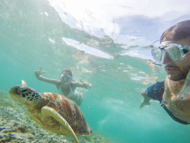 istock Young couple taking underwater selfie with sea turtle, vacations summer concept 944941474