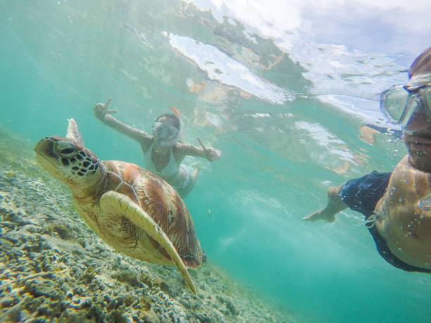 istock Young couple taking underwater selfie with sea turtle, vacations summer concept 944941514