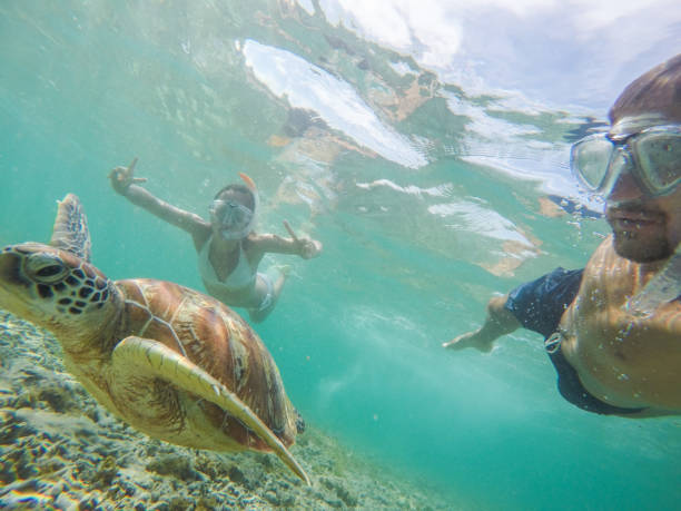 istock Young couple taking underwater selfie with sea turtle, vacations summer concept 944941518