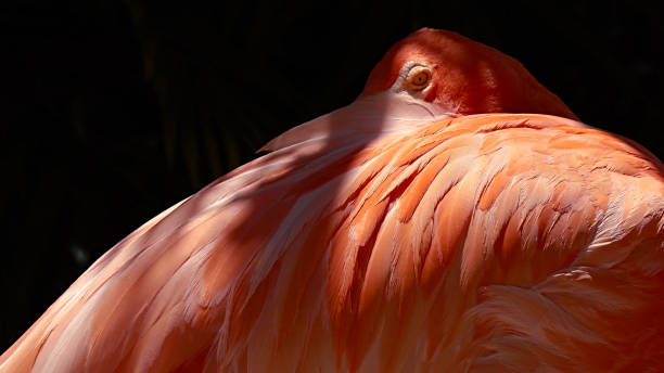 istock Pink flamingo close-up 944941740